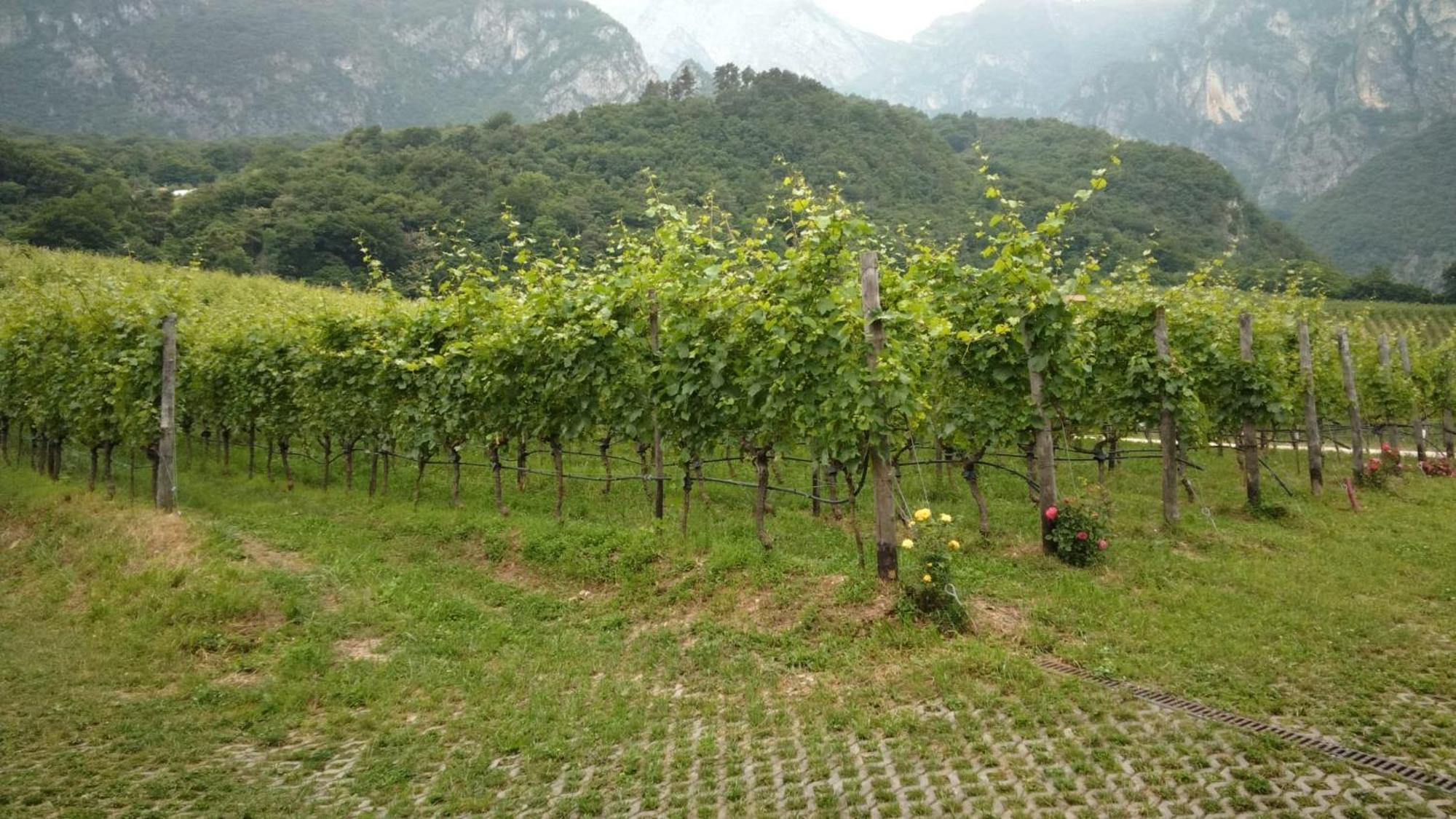 Agriturismo Margone Trento Exterior photo